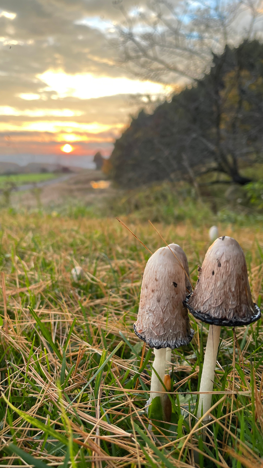 mushrooms at sunrise